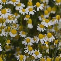 camomille ingredient image