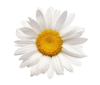 ΤΟ ΧΑΜΟΜΗΛΙ ΕΊΝΑΙ ΈΝΑ ΘΕΡΑΠΕΥΤΙΚΟ ΒΟΤΑΝΟ