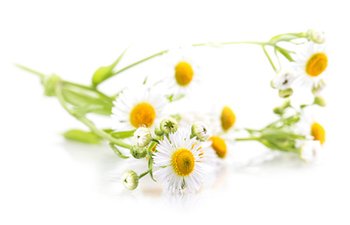 ΤΟ ΧΑΜΟΜΗΛΙ ΦΩΤΙΖΕΙ ΤΑ ΞΑΝΘΑ ΜΑΛΛΙΑ